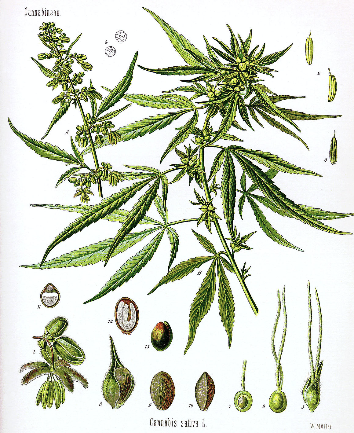 Cannabis Sativa Linnaeus Grafik Görsel